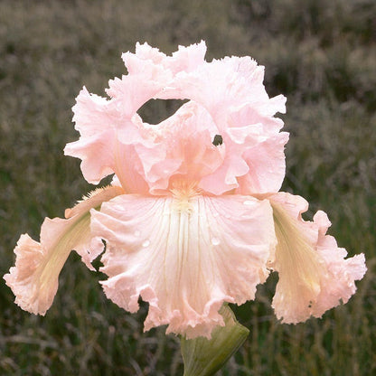 Vintage Ruffles Bearded Iris Collection
