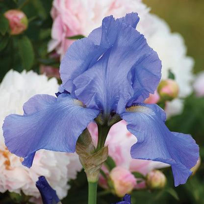 Enchanted Bearded Iris Collection