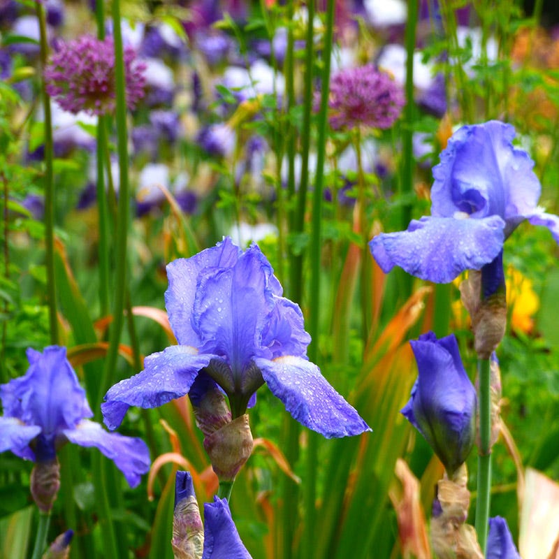 Sugar Blues Reblooming Bearded Iris - Thumbnail 2