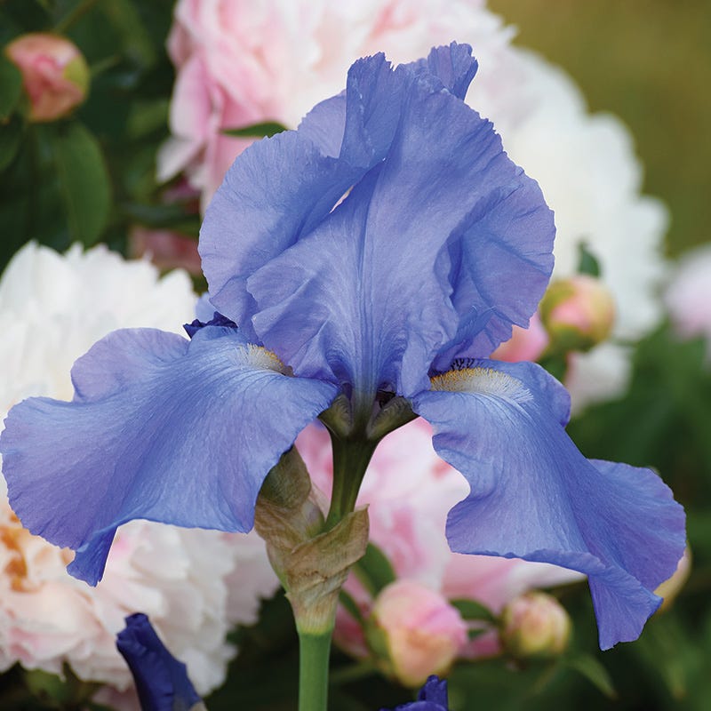 Fragrant Bearded Iris Collection