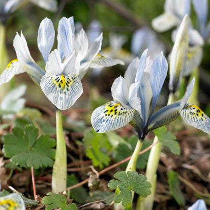Katharine Hodgkin Dwarf Iris