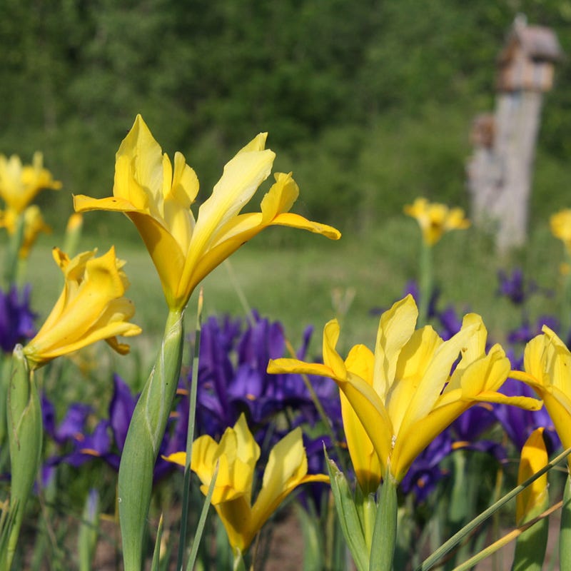 Yellow Queen Dutch Iris