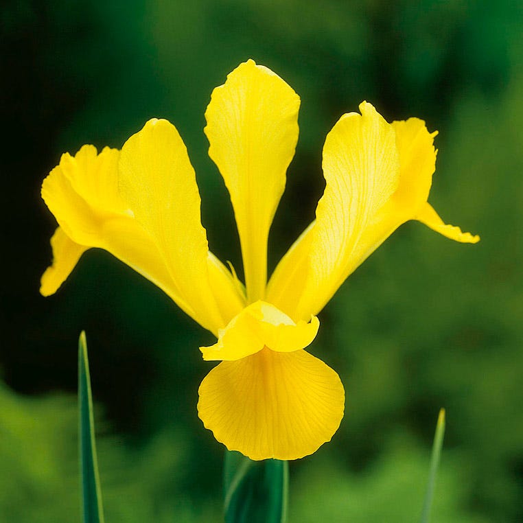 Yellow Queen Dutch Iris