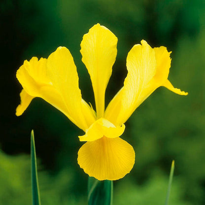 Yellow Queen Dutch Iris