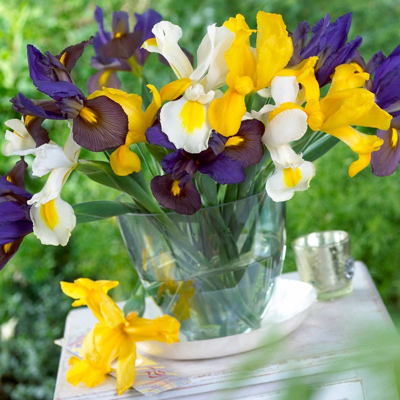 Dutch Iris Mix