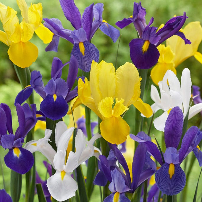 Dutch Iris Mix