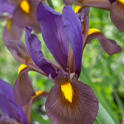 Eye Of The Tiger Dutch Iris