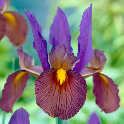 Eye Of The Tiger Dutch Iris