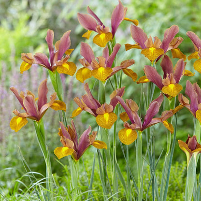 Lion King Dutch Iris