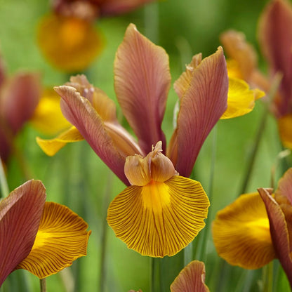 Lion King Dutch Iris