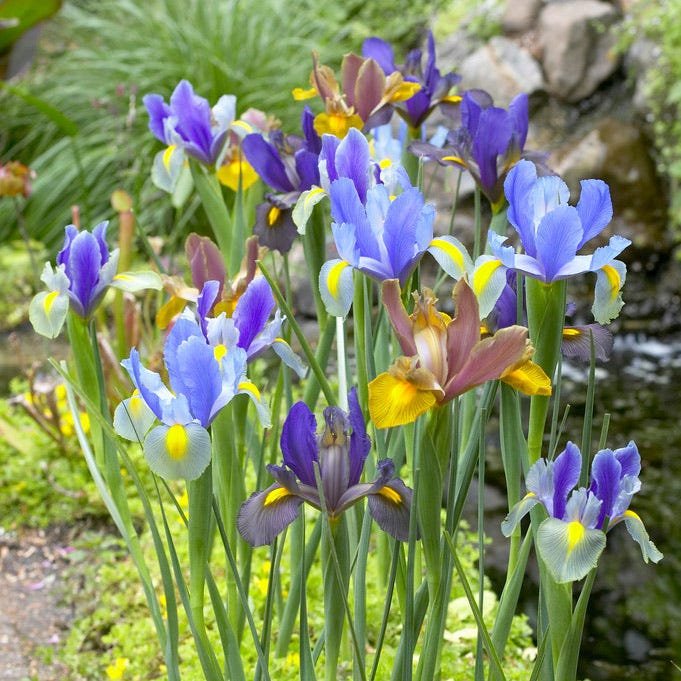 Tiger Dutch Iris Mix