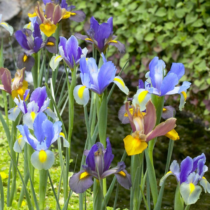 Tiger Dutch Iris Mix
