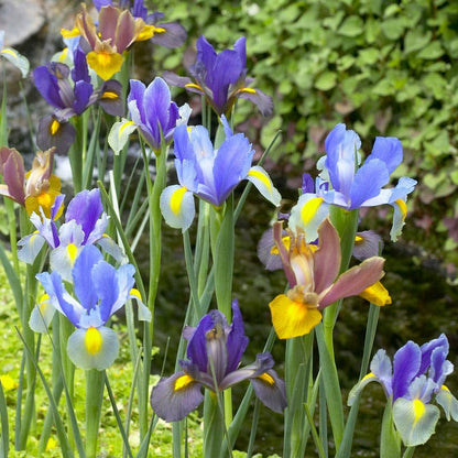 Tiger Dutch Iris Mix