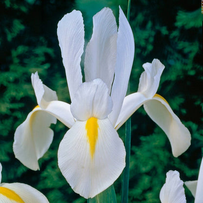 Excelsior Dutch Iris
