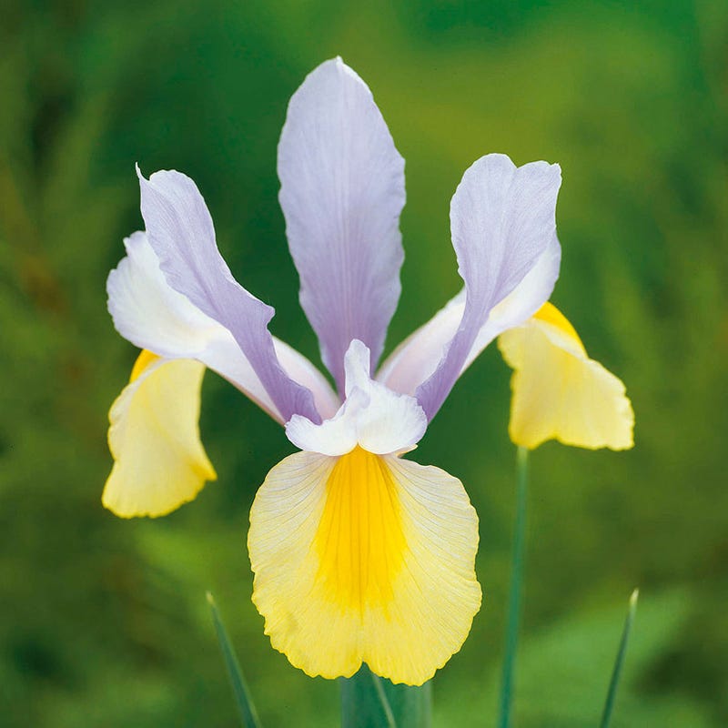 Oriental Beauty Dutch Iris