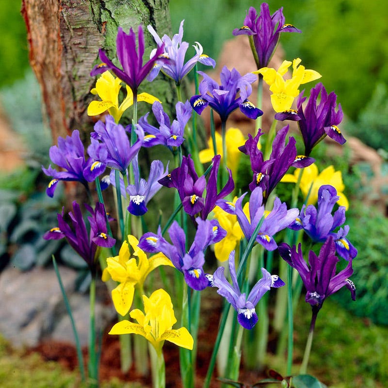Specie Iris Mix