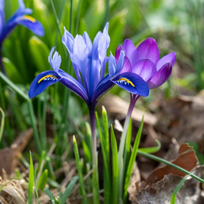 Dark Blue Specie Iris