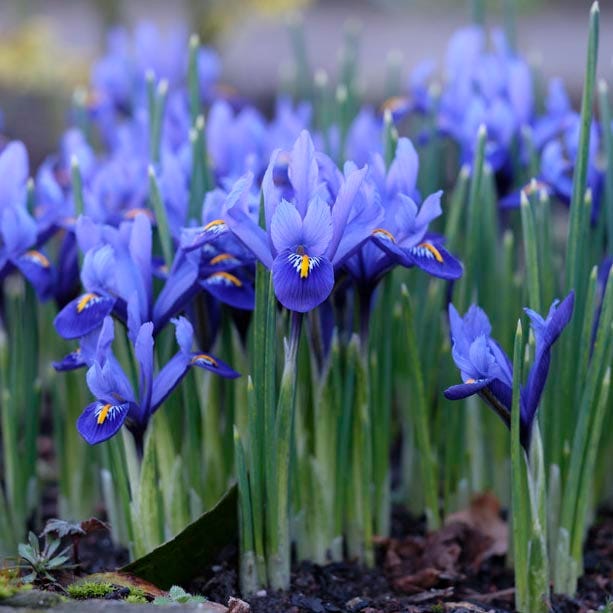Dark Specie Iris | Blue
