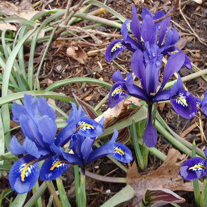 Dark Blue Specie Iris