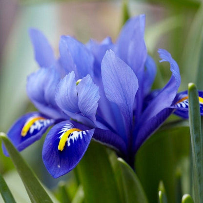 Dark Blue Specie Iris