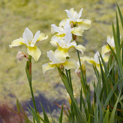 Butter and Sugar Siberian Iris
