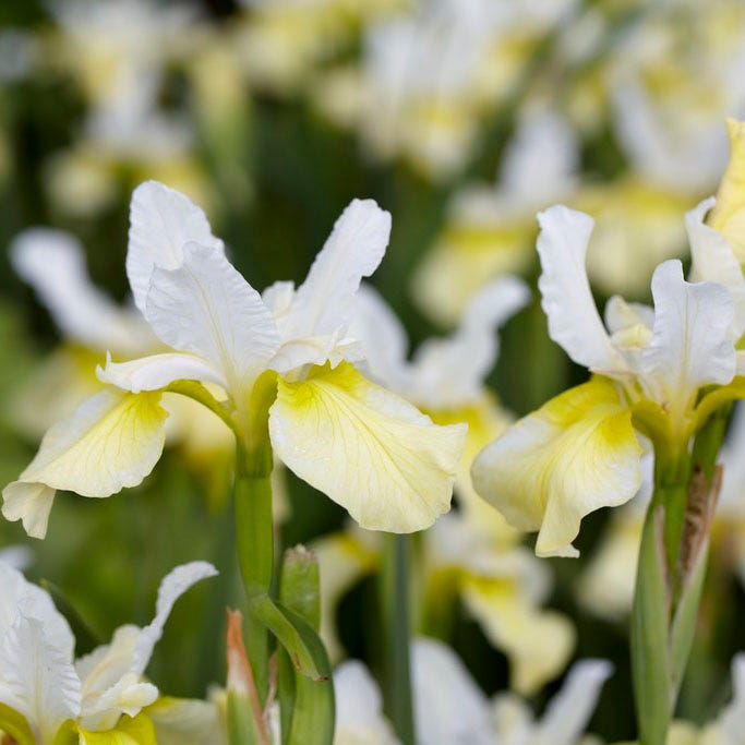 Butter and Sugar Siberian Iris
