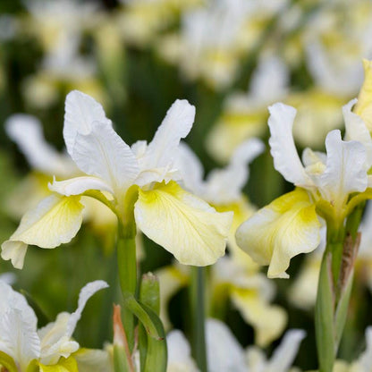 Butter and Sugar Siberian Iris