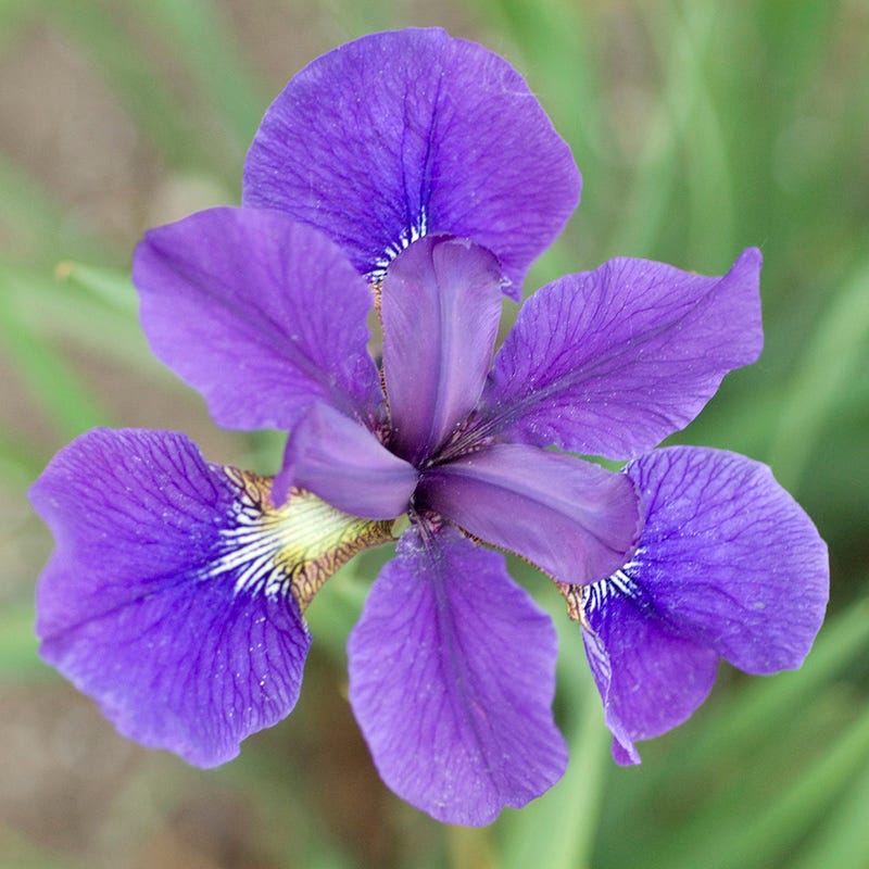 Caesar's Brother Siberian Iris