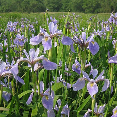 Blue Flag Iris Seeds