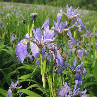 Blue Flag Iris Seeds