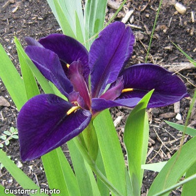 Black Gamecock Louisiana Iris