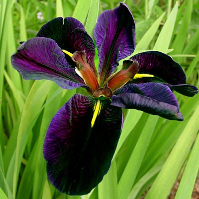 Black Gamecock Louisiana Iris