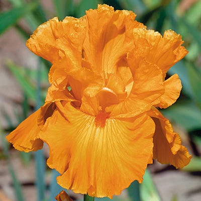 Edgefield Glow Bearded Iris - Thumbnail 2