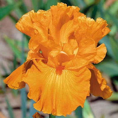Hawaiian Sunset Bearded Iris Collection