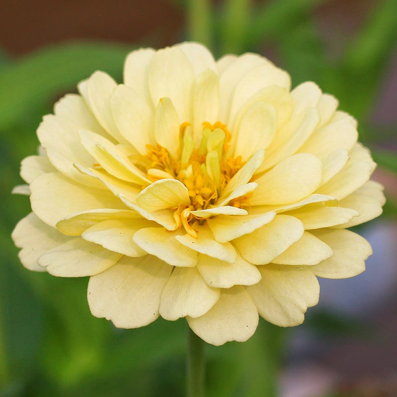 Isabellina Zinnia Seeds
