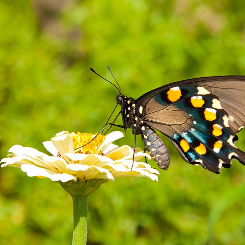 Isabellina Zinnia Seeds