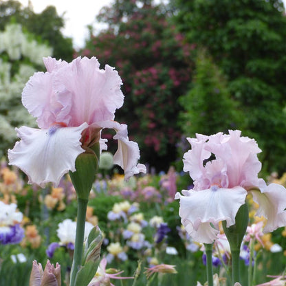 Island Blush Bearded Iris