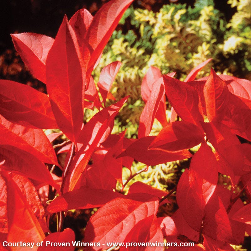 Little Henry® Sweetspire