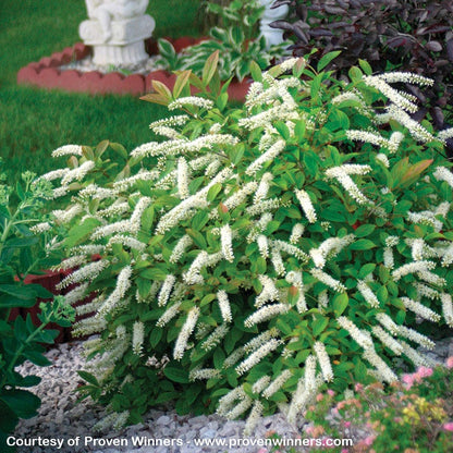 Little Henry® Sweetspire