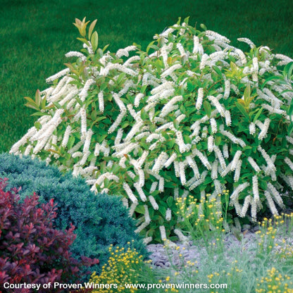 Little Henry® Sweetspire