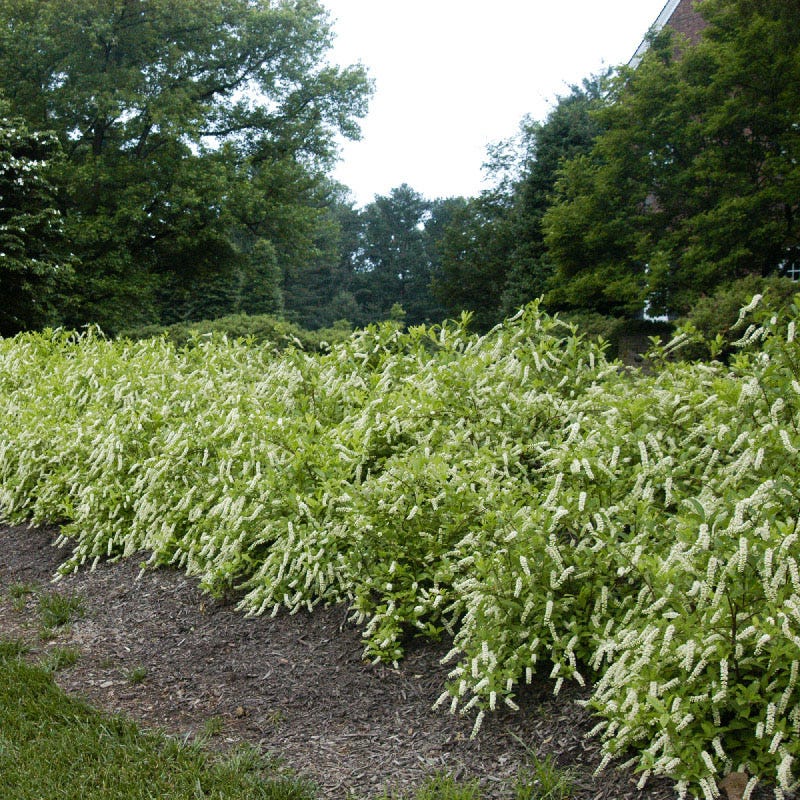Henry's Garnet Virginia Sweetspire