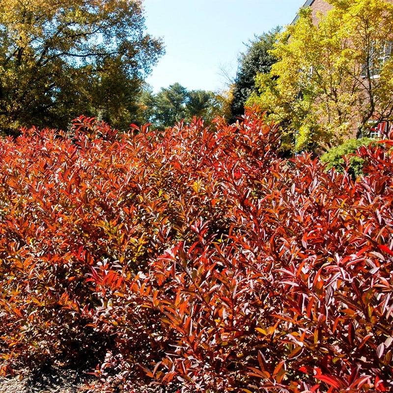 Henry's Garnet Virginia Sweetspire, Itea virginica | American Meadows