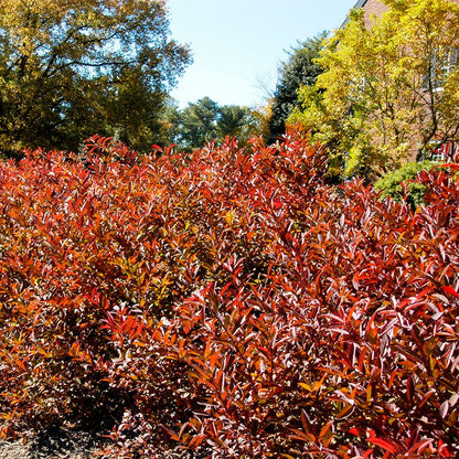 Henry's Garnet Virginia Sweetspire