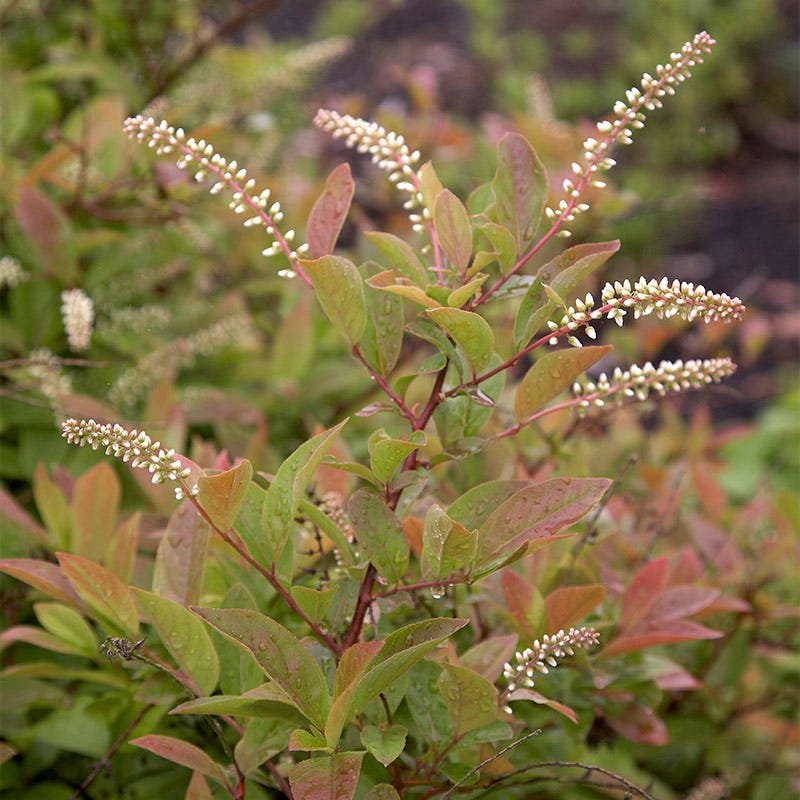 Henry's Garnet Virginia Sweetspire - Thumbnail 3