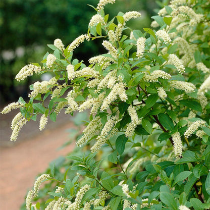 Henry's Garnet Virginia Sweetspire