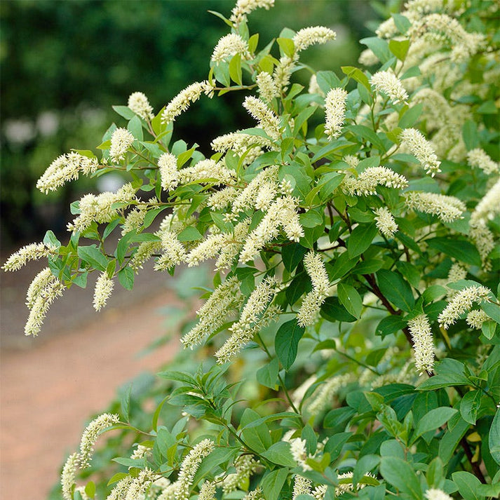 Henry's Garnet Virginia Sweetspire, Itea virginica | American Meadows