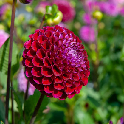 Ivanetti Ball Dahlia