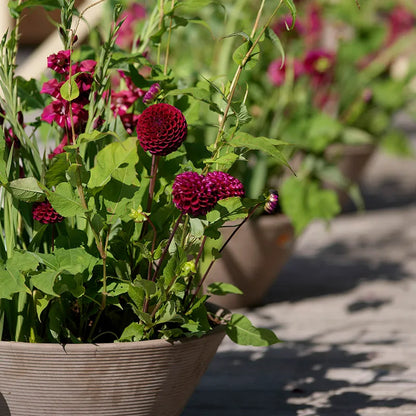 Ivanetti Ball Dahlia