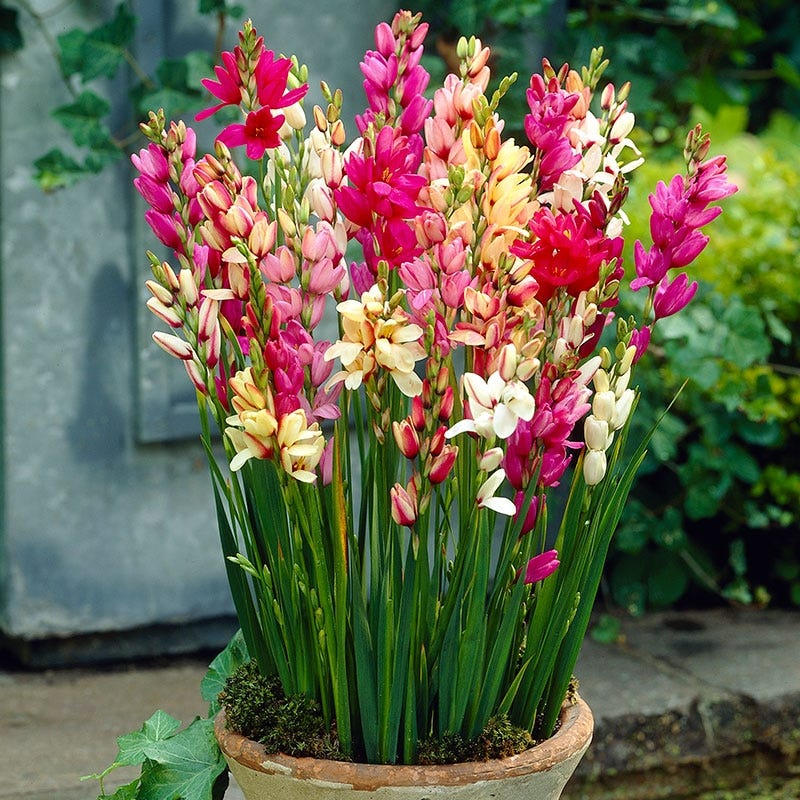 Ixia Mix, Wand Flower, Corn Lily | American Meadows