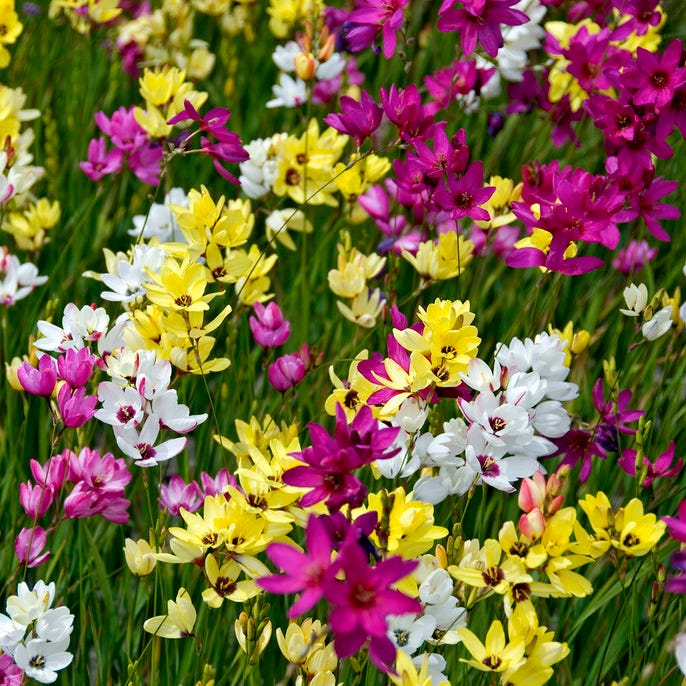 Ixia Mix